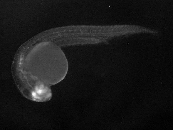 ES049 GFP 24h