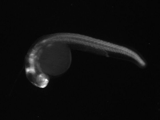 ES050 GFP 24h