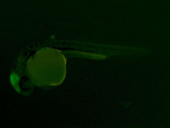 ES051 GFP 24h