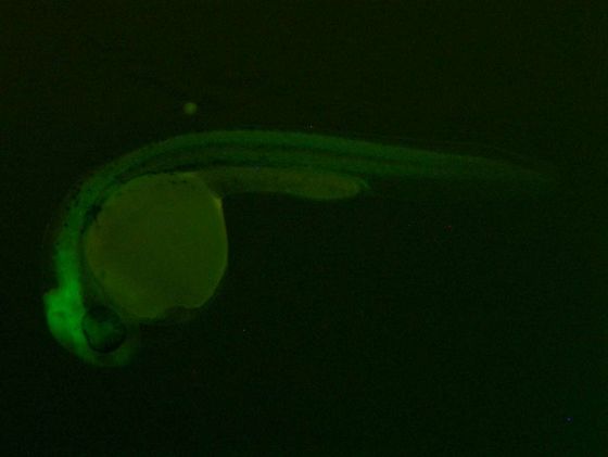 ES064 GFP 24h