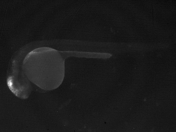 ES067 GFP 24h