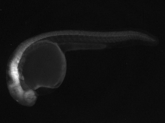 ES068 GFP 24h