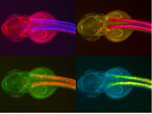 Fig: GSlab01