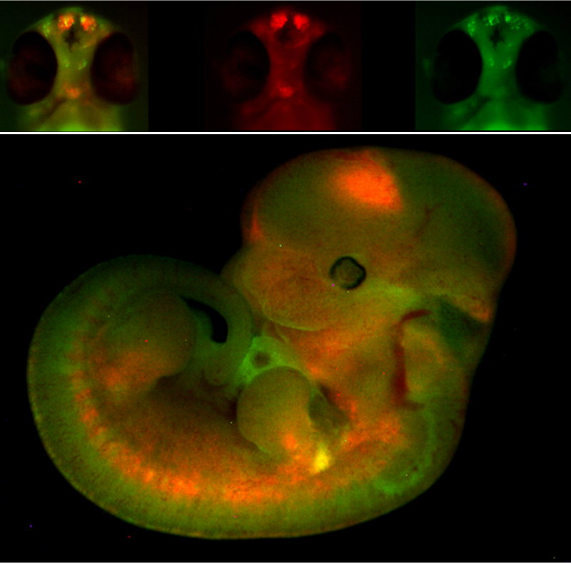 Fig: GSlab04