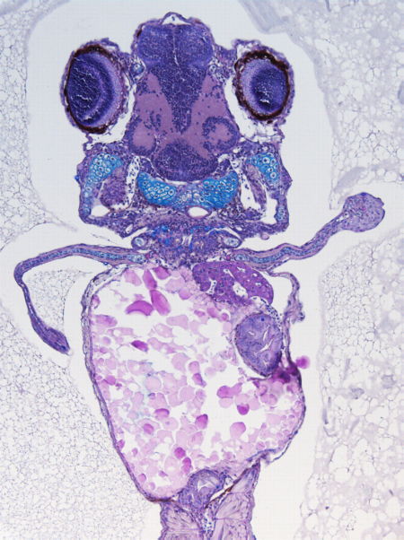 Fig: GSlab05