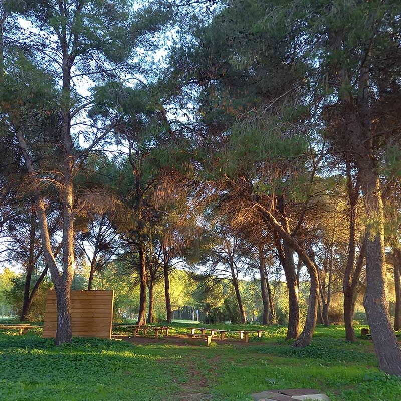 UPO Forest