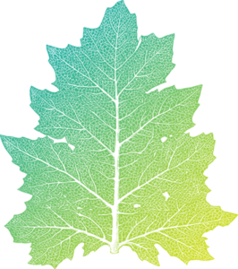 hoja_354x400
