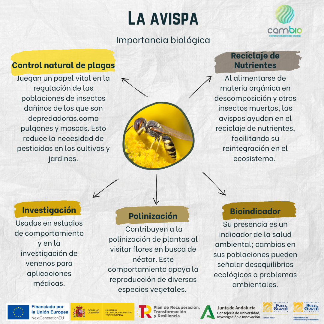 La Avispa