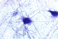 neurona