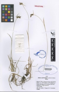 C. castroviejoi