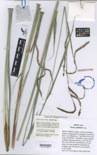 Isoepítipo de Carex pendula Huds.