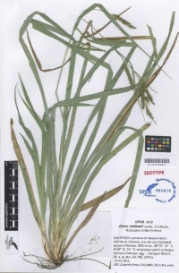 C. rainbowi
