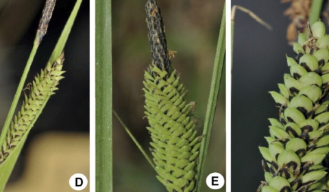 Imágenes en detalle de Carex quixotiana