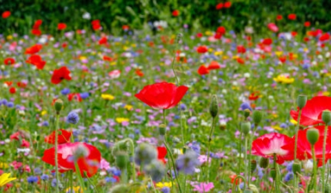 colores-flores-750x250