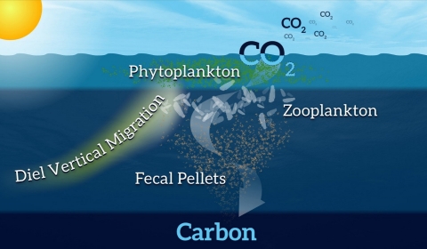 Foto phytoplankton