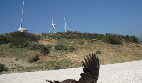 aerogeneradores-aves-750x563