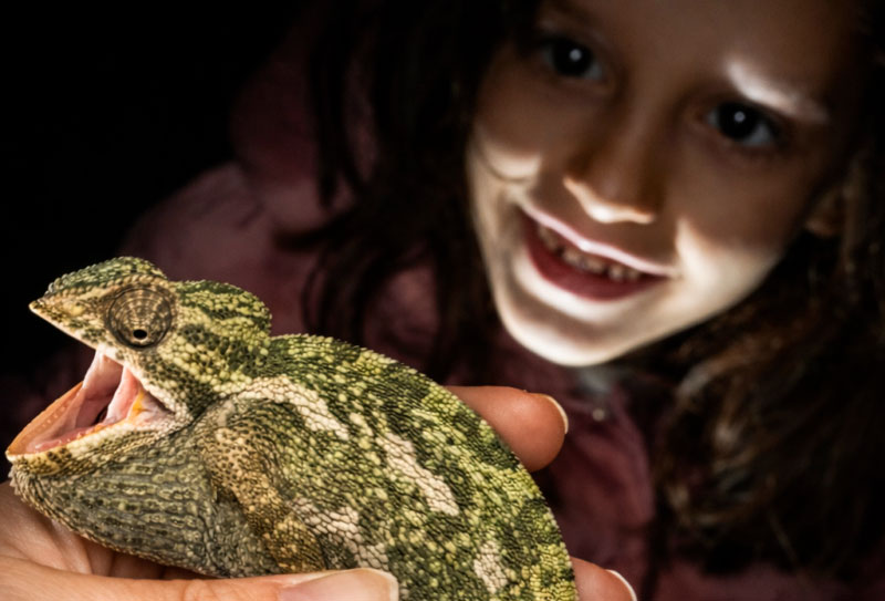 Censo-de-camaleon-25-26-Ciencia-Ciudadana