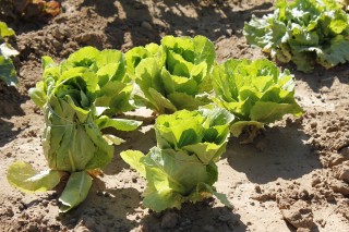 Los huertos se rigen bajo las premisas de la agricultura ecológica.