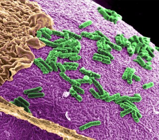 Microbiota intestinal humana vista al microscopio