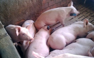 cerdos en una granja porcina