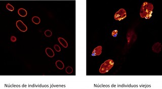 Núcleos de individuos jóvenes (izquierda) y viejos