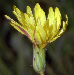 Avellara fistulosa / Real Jardín Botánico (CSIC)