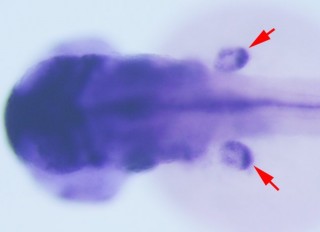 En la región distal de las aletas se activa un interruptor que proviene del genoma del ratón.