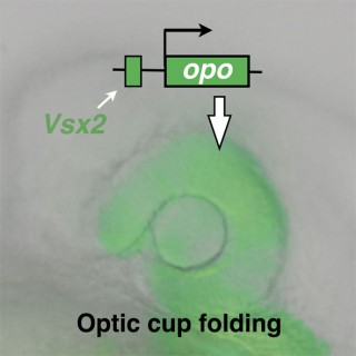 La proteína Vsx2 tiene un papel esencial en la formación del ojo de los vertebrados. Actúa como interruptor, activando el gen que codifica para la proteina Opo, un regulador de la adhesión en la retina en desarrollo