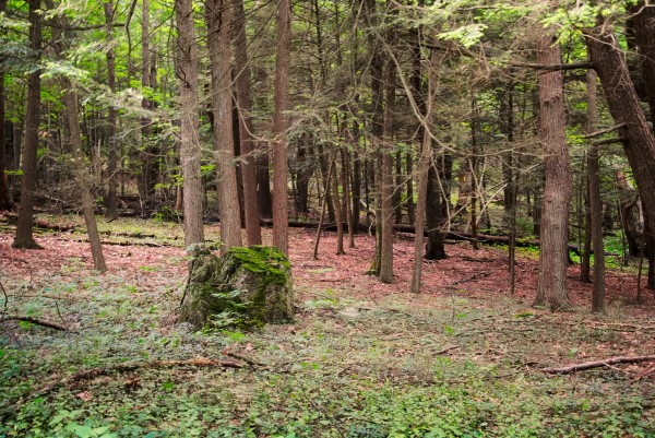 Bosque templado en el que se ha llevado a cabo el estudio