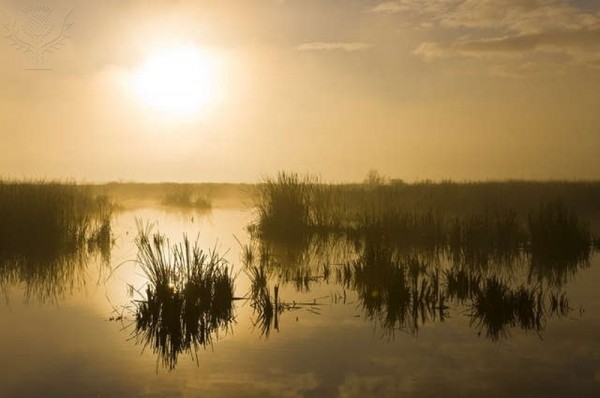 Humedal, Parque Nacional de Doñana / Foto: Juan Carlos Munoz / Nature Picture Library / Universal Images Group