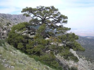 Pino laricio (Pinus nigra Arn. subsp. salzmannii) de aprox. 500 años de edad en el Parque Natural Sierra María-Los Vélez