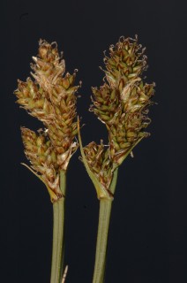 Ejemplar de la Carex lucennoiberica