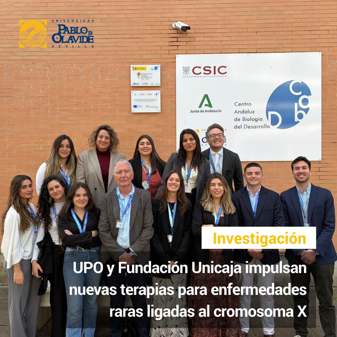 🔬 En la Universidad Pablo de Olavide seguimos avanzando en la investigación de enfermedades raras gracias a la renovación de nuestra colaboración con @fundunicaja  para dar continuidad al proyecto BrainCure para BPAN.

La investigación, desarrollada por el grupo liderado por el catedrático de Biología Celular José Antonio Sánchez Alcázar @sanchezalcazarlab , estudia nuevas estrategias terapéuticas frente a la neurodegeneración asociada a la proteína beta-hélice (BPAN), una enfermedad rara ligada al cromosoma X que provoca un grave deterioro neurológico progresivo y que, actualmente, no tiene cura.

El trabajo parte de una hipótesis innovadora: reactivar la copia sana del gen afectado que permanece inactiva en el cromosoma X. Recientemente, el grupo ha publicado en International Journal of Molecular Sciences resultados que muestran cómo la biotina puede favorecer esa reactivación y corregir alteraciones celulares asociadas a la enfermedad en modelos preclínicos.

Gracias al apoyo de Fundación Unicaja, el equipo investigador podrá ampliar esta línea de trabajo, profundizar en los mecanismos moleculares implicados e identificar nuevos compuestos con potencial actividad epigenética.

Además, estos avances ya están permitiendo extender la investigación hacia otras enfermedades genéticas ligadas al cromosoma X, como el síndrome de Rett y el síndrome X Frágil.

🔗 Lee la noticia completa en story y en el link de la Bio.

Seguimos apostando por una investigación biomédica con impacto social, orientada a abrir nuevas oportunidades terapéuticas para pacientes y familias.

#UPOinvestiga #BPAN #EnfermedadesRaras #Biomedicina #FundaciónUnicaja #UniversidadPablodeOlavide