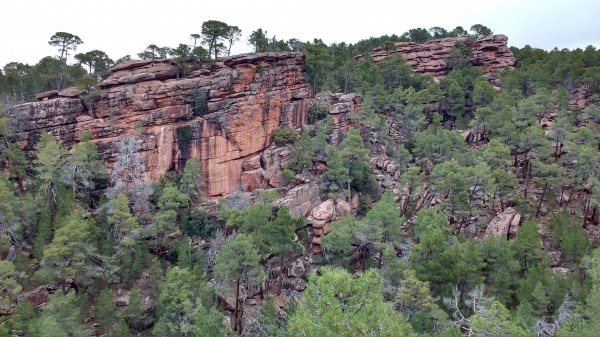  Pinar de Pino resinero en los Pinares de Rodeno, Sierra de Albarracín, Teruel, Aragón
