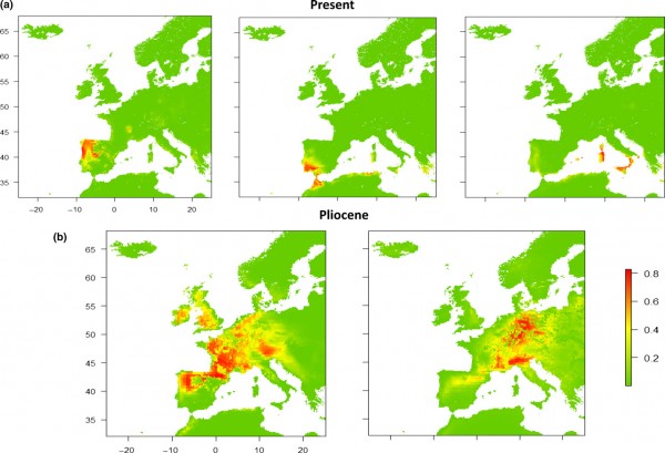 (a): Idoneidad climática y distribuciones potenciales en la actualidad para Carex reuteriana ssp. reuteriana, ssp. mauritanica y Carex panormitana.(b): Distribución proyectada para el complejo de especies (C. reuteriana-C. panormitana) en el Plioceno medio y distribución potencial del complejo de especies en el Plioceno medio.