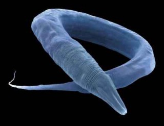 Gusano C. elegans