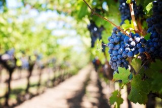 purple-grapes-553463__340
