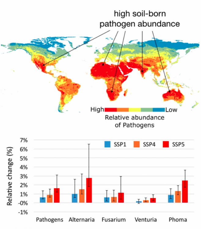 More soil-borne plant pathogens in a warmer world – DUPO – Diario de la ...