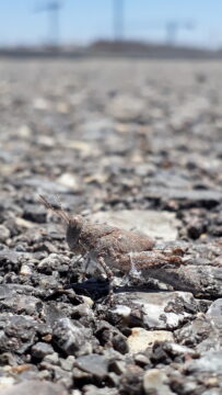 saltamontes camuflado en su entorno