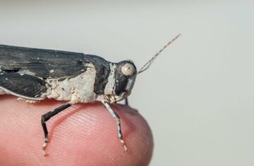 saltamontes pintado para la investigación