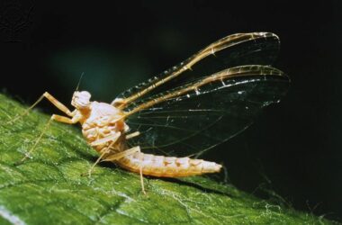 Brown Mayfly (Ephemera vulgata), Ephemeroptera.