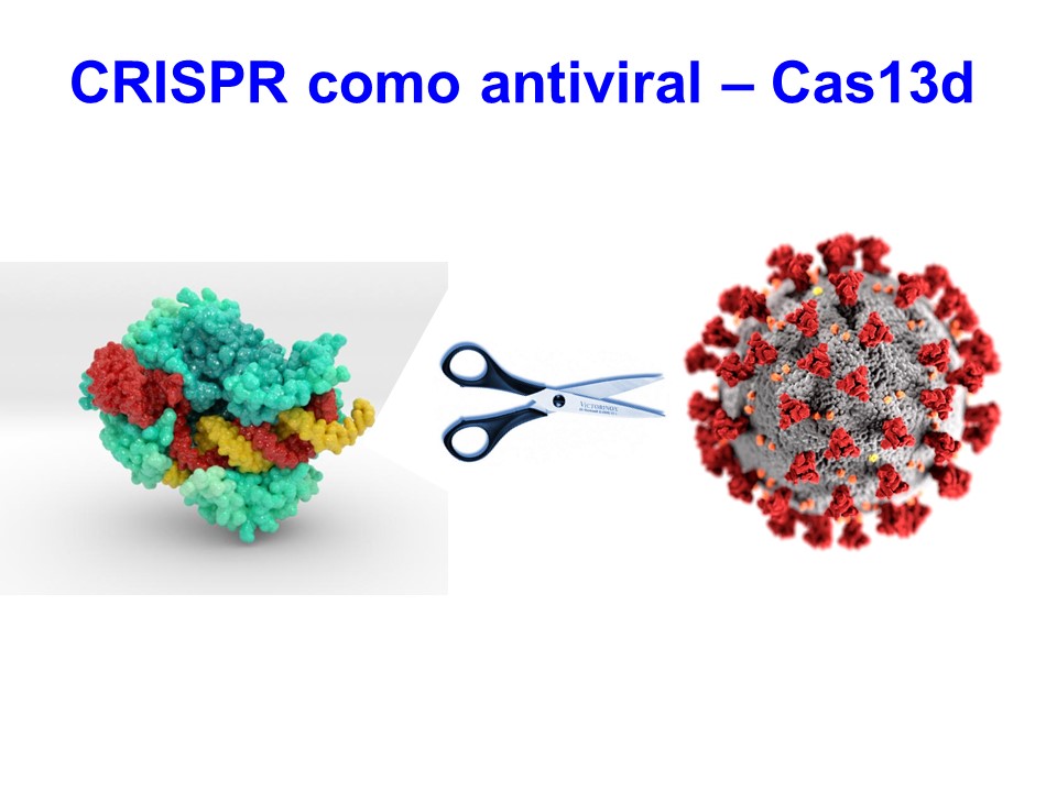 sabiduría consumirse Perú Investigadores estudian la destrucción del material genético del SARS –CoV-2 mediante la herramienta CRISPR – DUPO – Diario de la Universidad Pablo de Olavide sabiduría consumirse Perú Investigadores estudian la destrucción del material genético del SARS –CoV-2 mediante la herramienta CRISPR – DUPO – Diario de la Universidad Pablo de Olavide