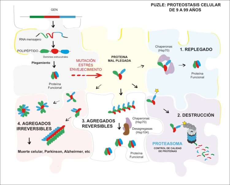 Figura 1. Mecanismos que regulan la producción, plegamiento y degradación de proteínas. Debido a mutaciones, a cambios en las condiciones fisicoquímicas, o al propio envejecimiento celular, las proteínas pueden perder su estructura tridimensional y desplegarse. En estos casos las proteínas se tratan de replegar (1), o se destruyen (2). En ocasiones las proteínas se agregan de forma reversible (3), o irreversible (4) dando lugar a enfermedades neurodegenerativas en este último caso.