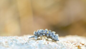 Foto del colémbolo Acanthanura 