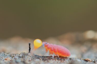 Foto del colémbolo Pseudachorutes