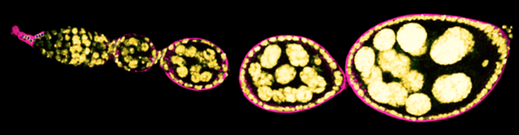 Vista al microscopio de una línea de huevos en desarrollo del ovario de Drosophila. En el extremo anterior (izquierda) se encuentra el nicho. Los núcleos de las células están en amarillo y la proteína Perlecan en magenta