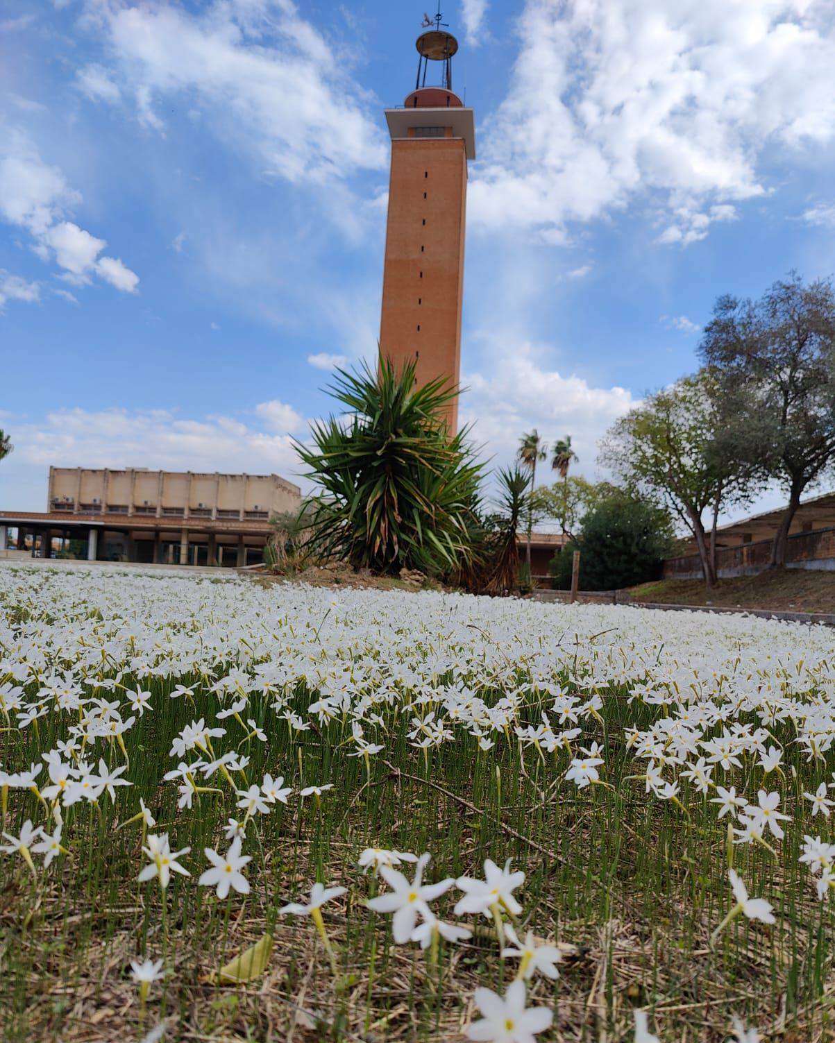 Belleza del otoño en la Olavide. Lirios … ¡a tutiplén! 😍

#campusUPO #naturaleza #flowers #otoño