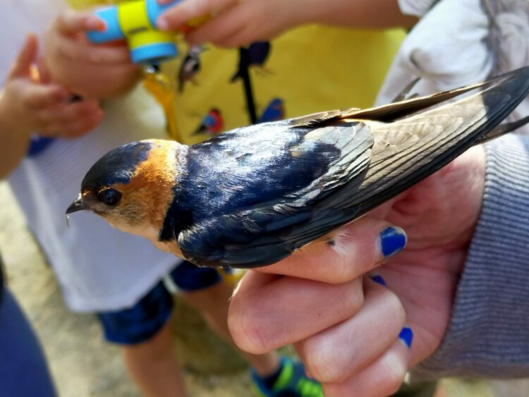 Ave identificada en el Bioblitz