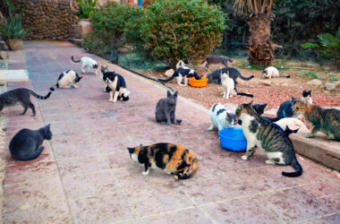 Gatos callejeros
