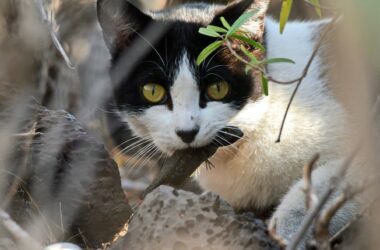 Gato callejero capturando un lagarto endémico (Gallotia galloti) cerca de una colonia de gatos localizada en Tenerife